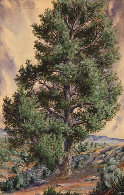 Pine Tree od Sandow
