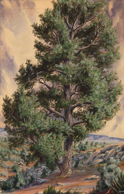 Pine Tree, n.d. od Sandow
