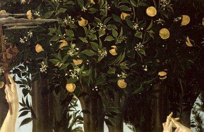 Primavera, detail pomerančovníku, cca 1478 tempera na panelu od Sandro Botticelli