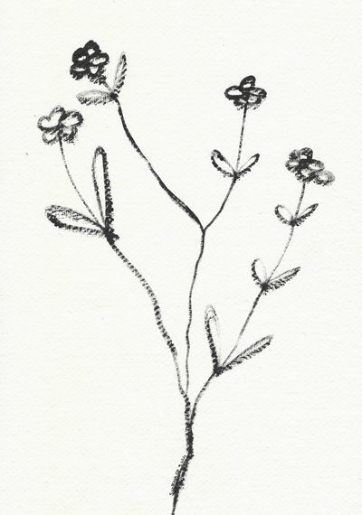 Minimalistická botanická kresba od Santhosh ch