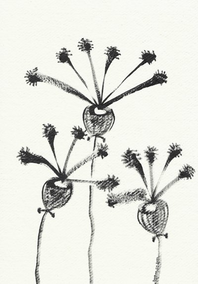 Minimalistická botanická kresba od Santhosh ch