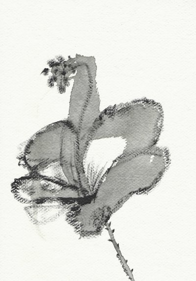 Monochromní květinová studie od Santhosh ch