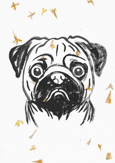 Mops s padajícími okvětními lístky od Santhosh ch