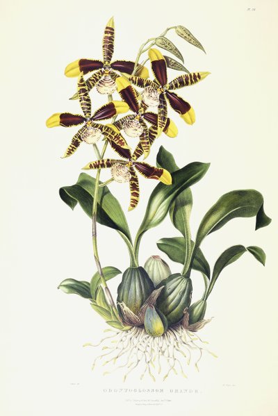 Odontoglossum Grande, kolem 1837-1843 od Miss Drake