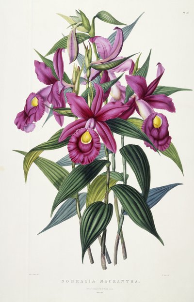 Sobralia Macrantha, kolem 1837-43 od Miss Drake