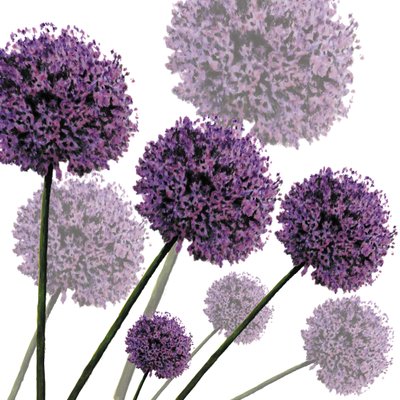Allium Fernandez, 2004 (digitální) od Sarah Hough
