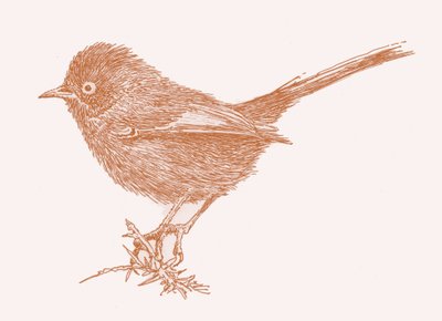 Dartford Warbler, 2017 od Sarah Hough