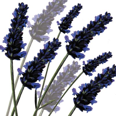 Sweet Lavender, 2004 (digitální) od Sarah Hough