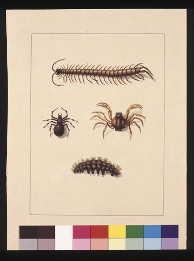 Strana 11. Hmyz Nového Jižního Walesu. Nyní známý jako obyčejná stonožka, Spider rod Isopeda, Soldier Crab, Caterpillar, c.1789-90 (akvarel) od Sarah Stone