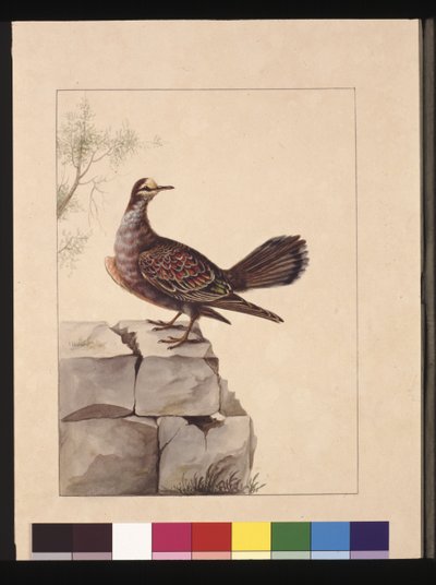 Strana 15. Zlatý okřídlený holub. Nyní známý jako lesní bronzový holub, kolem 1789-90 (akvarel) od Sarah Stone