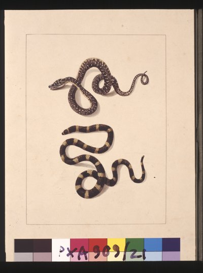 Strana 21. Hadi č. 1 & č. 2. Nyní známý jako mladý diamantový had a bandy bandy, kolem 1789-90 (akvarel) od Sarah Stone