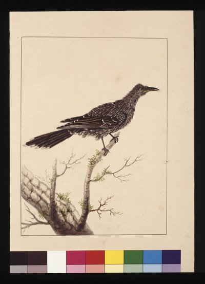 Strana 26. Samice včelojeda. Nyní známý jako ptáček Little Wattle, cca 1789-90 (akvarel) od Sarah Stone