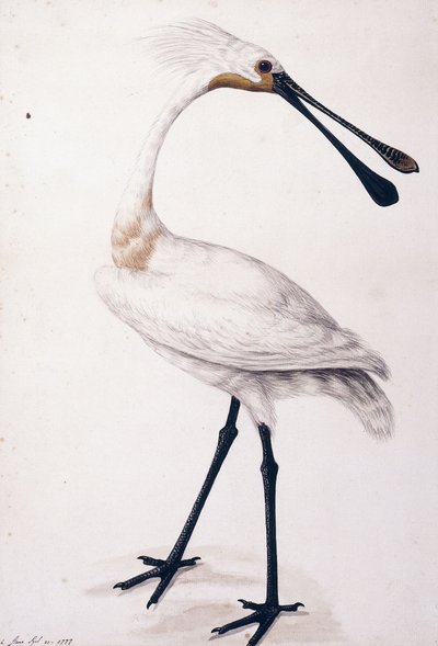 Spoonbill, 1777 od Sarah Stone