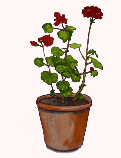 Muškáty v květináči, 2019, (akvarel) od Sarah Thompson-Engels