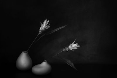  od Saskia Dingemans
