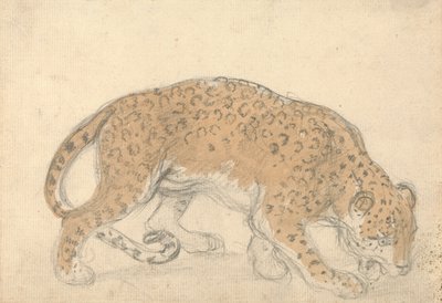 Studie leoparda od Sawrey Gilpin