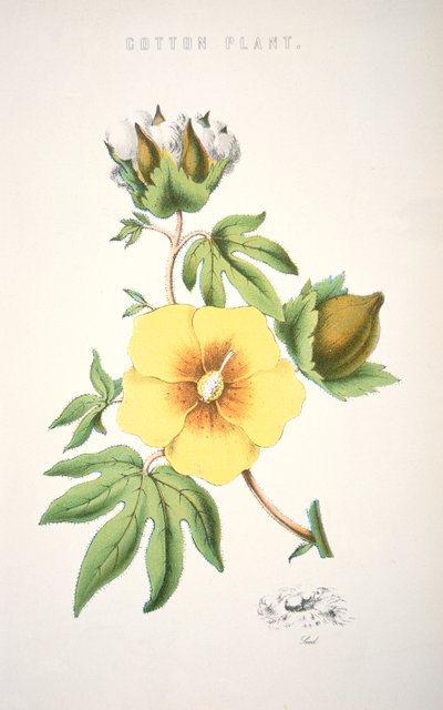 Bavlník (barva litho) od School American
