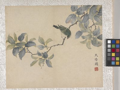 8listé album květin, polovina 17. století (tuš a barva na papíře) od School Chinese