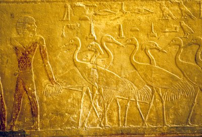 Starověký Egypt, Nástěnné řezby/malby, Mastaba/Tomb of Ti, Sakkára, 5. dynastie, Farmář vedoucí ochočené jeřáby (foto) od School Egyptian