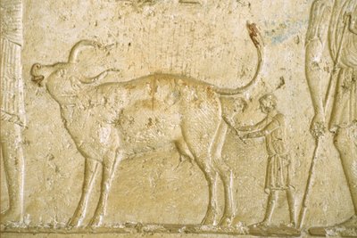 Starověký Egypt, Nástěnná malba, Petosirisova hrobka, Tuna Gabel, Tuna el Gebel, 300 př. n. l., Pomoc krávě při porodu (foto) od School Egyptian