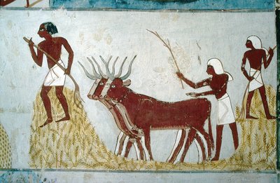 Luxor, Théby: Hrobky šlechticů: hrobka Nachta. Zemědělská scéna. Údolí šlechticů. od School Egyptian