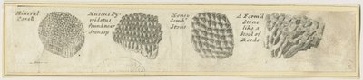 Dovedale - Mineral Coral: mědirytina a [?19. století] (tisk) od School English