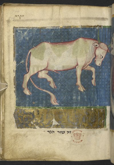 Přidat MS 11639 f.519t Býk, z řady biblických a jiných textů („The Northern French Miscellany“ nebo dříve „The British Museum Miscellany