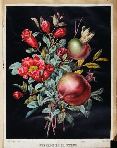 Granátové jablko a jeho květina - botanická deska od School French