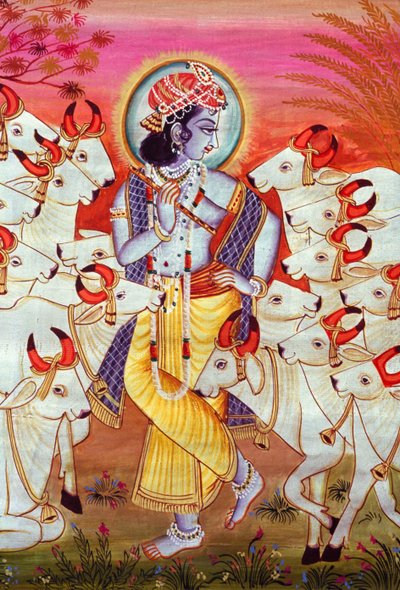 Pán Krišna a krávy miniaturní malba od School Indian