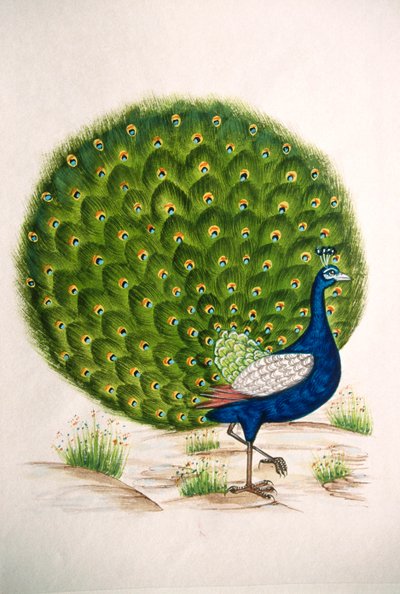 Miniaturní malba na hedvábí Peacock od School Indian