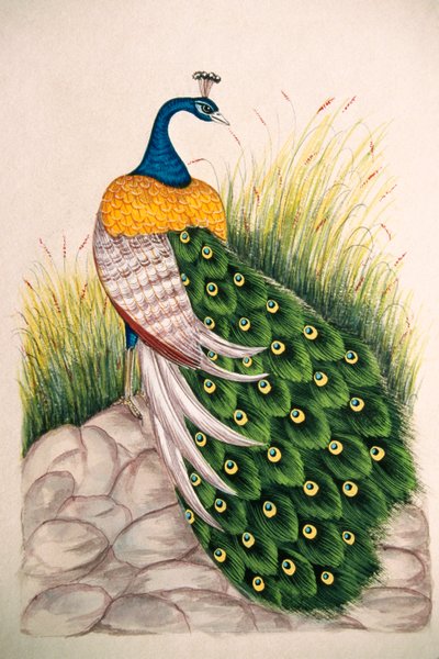 Miniaturní malba na hedvábí Peacock od School Indian