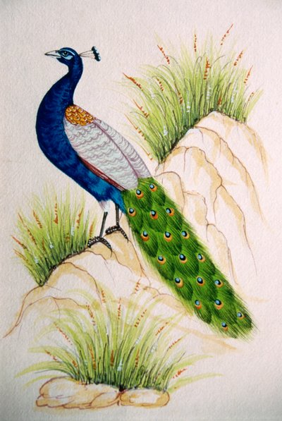 Miniaturní malba na hedvábí Peacock od School Indian