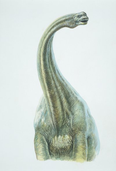 Brontosaurus, období jury (barevné lito) od School Italian
