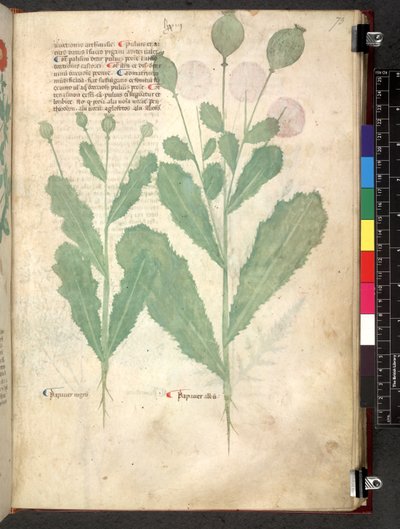 Egerton 747 Tractatus de herbis (bylinný) c.1280-1310 (inkoust a barva na pergamenu) od School Italian