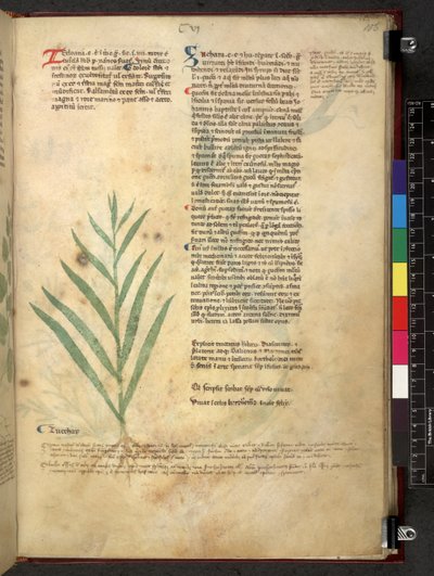 Egerton 747 Tractatus de herbis (bylinný) c.1280-1310 (inkoust a barva na pergamenu) od School Italian