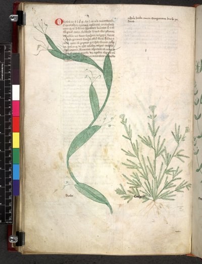 Egerton 747 Tractatus de herbis (bylinný) c.1280-1310 (inkoust a barva na pergamenu) od School Italian