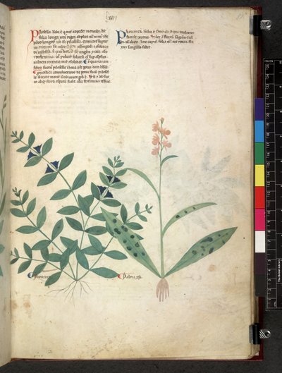 Egerton 747 Tractatus de herbis (bylinný) c.1280-1310 (inkoust a barva na pergamenu) od School Italian