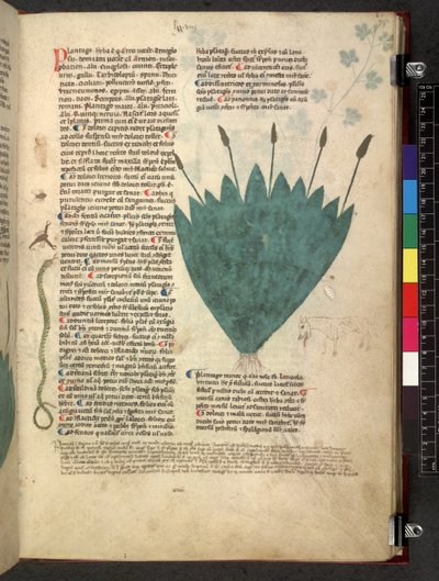 Egerton 747 Tractatus de herbis (bylinný) c.1280-1310 (inkoust a barva na pergamenu) od School Italian