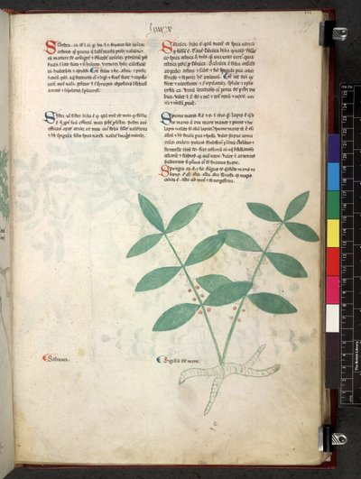 Egerton 747 Tractatus de herbis (bylinný) c.1280-1310 (inkoust a barva na pergamenu) od School Italian