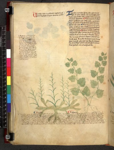 Egerton 747 Tractatus de herbis (bylinný) c.1280-1310 (inkoust a barva na pergamenu) od School Italian