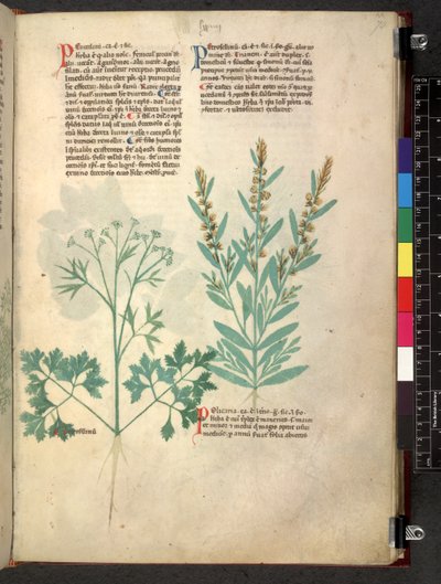 Egerton 747 Tractatus de herbis (bylinný) c.1280-1310 (inkoust a barva na pergamenu) od School Italian