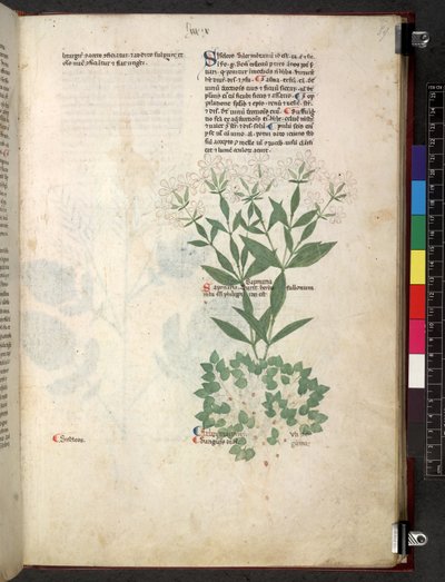 Egerton 747 Tractatus de herbis (bylinný) c.1280-1310 (inkoust a barva na pergamenu) od School Italian