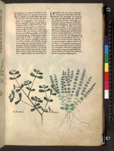 Egerton 747 Tractatus de herbis (bylinný) c.1280-1310 (inkoust a barva na pergamenu) od School Italian