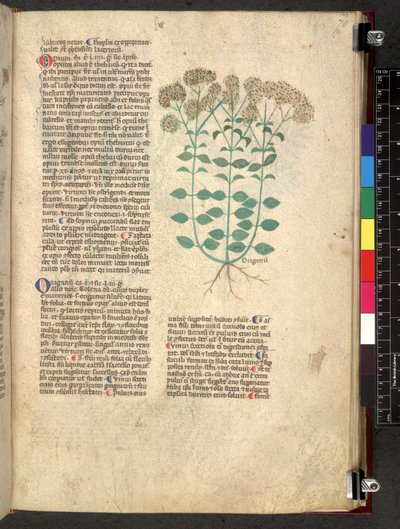 Egerton 747 Tractatus de herbis (bylinný) c.1280-1310 (inkoust a barva na pergamenu) od School Italian