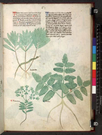 Egerton 747 Tractatus de herbis (bylinný) c.1280-1310 (inkoust a barva na pergamenu) od School Italian