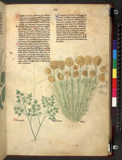 Egerton 747 Tractatus de herbis (bylinný) c.1280-1310 (inkoust a barva na pergamenu) od School Italian