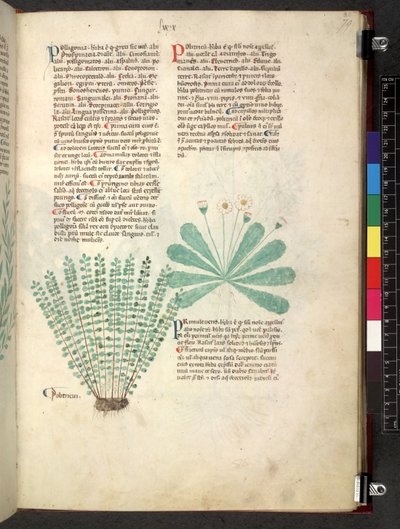 Egerton 747 Tractatus de herbis (bylinný) c.1280-1310 (inkoust a barva na pergamenu) od School Italian
