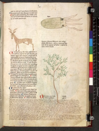 Egerton 747 Tractatus de herbis (bylinný) c.1280-1310 (inkoust a barva na pergamenu) od School Italian
