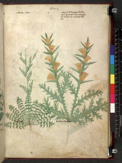 Egerton 747 Tractatus de herbis (bylinný) c.1280-1310 (inkoust a barva na pergamenu) od School Italian