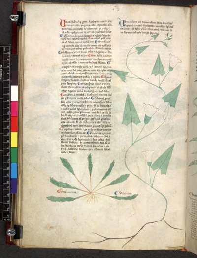 Egerton 747 Tractatus de herbis (bylinný) c.1280-1310 (inkoust a barva na pergamenu) od School Italian